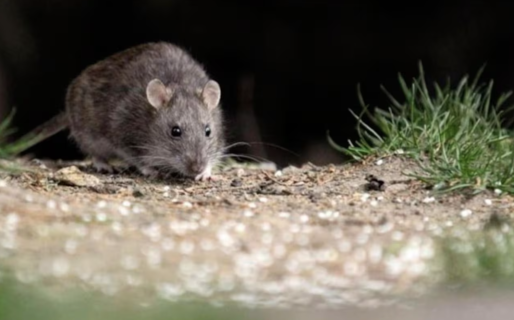 Una nena de 10 años murió por hantavirus